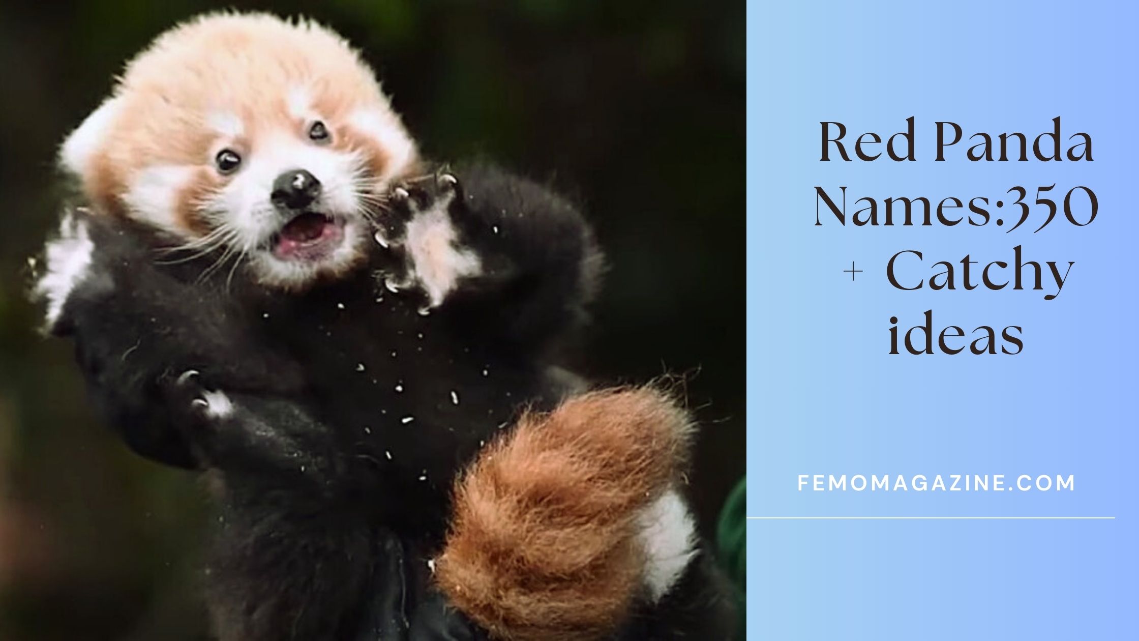 Red Panda names