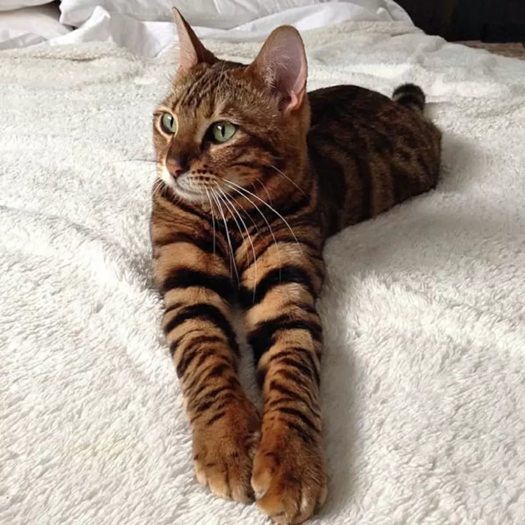 Tiger Cat