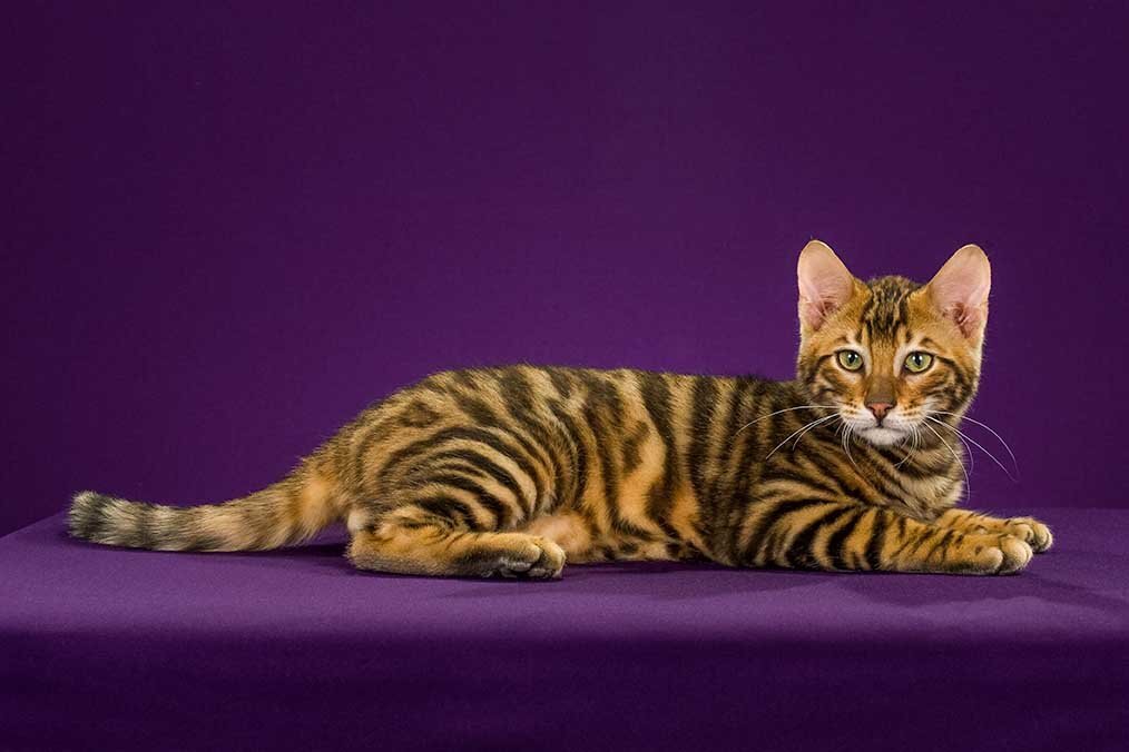 Tiger Cat