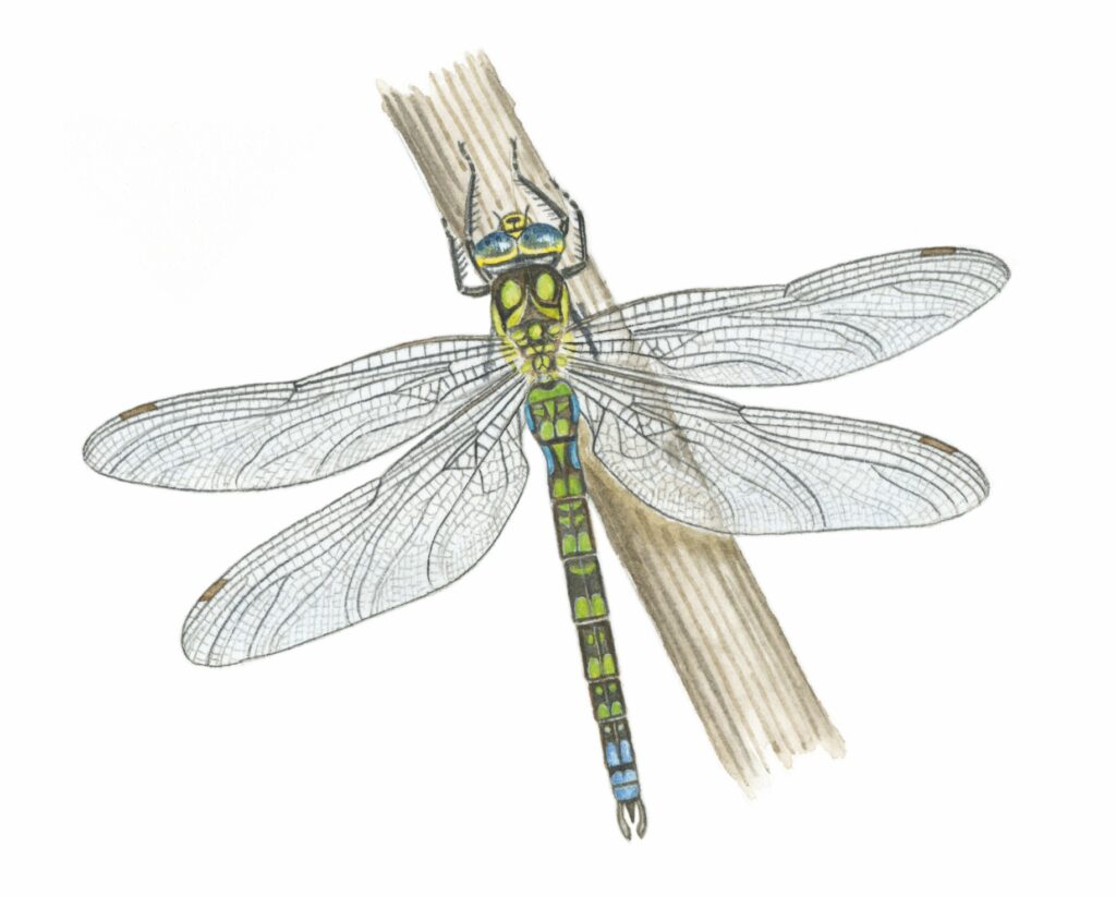 Dragonfly