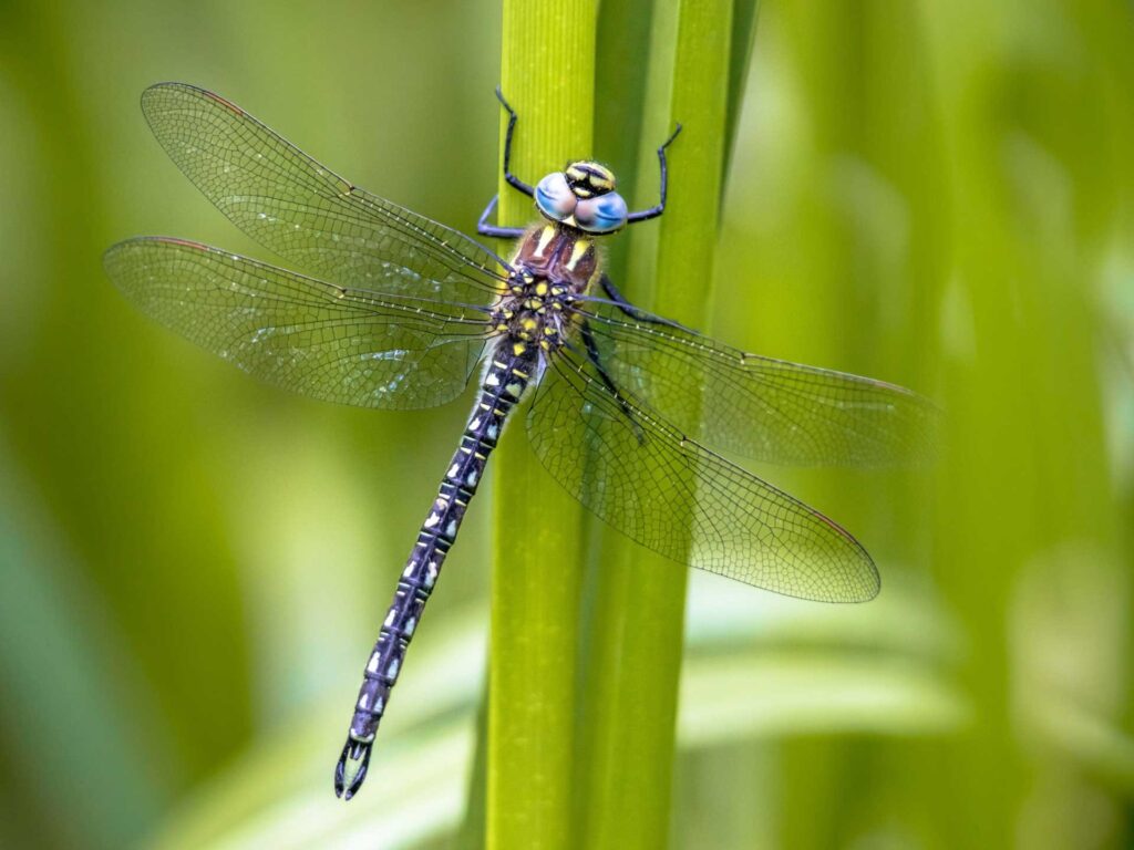 Dragonfly