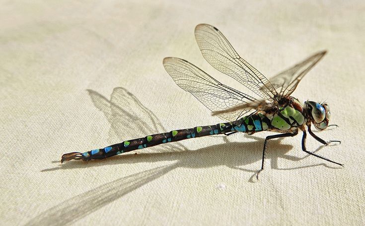 Dragonfly