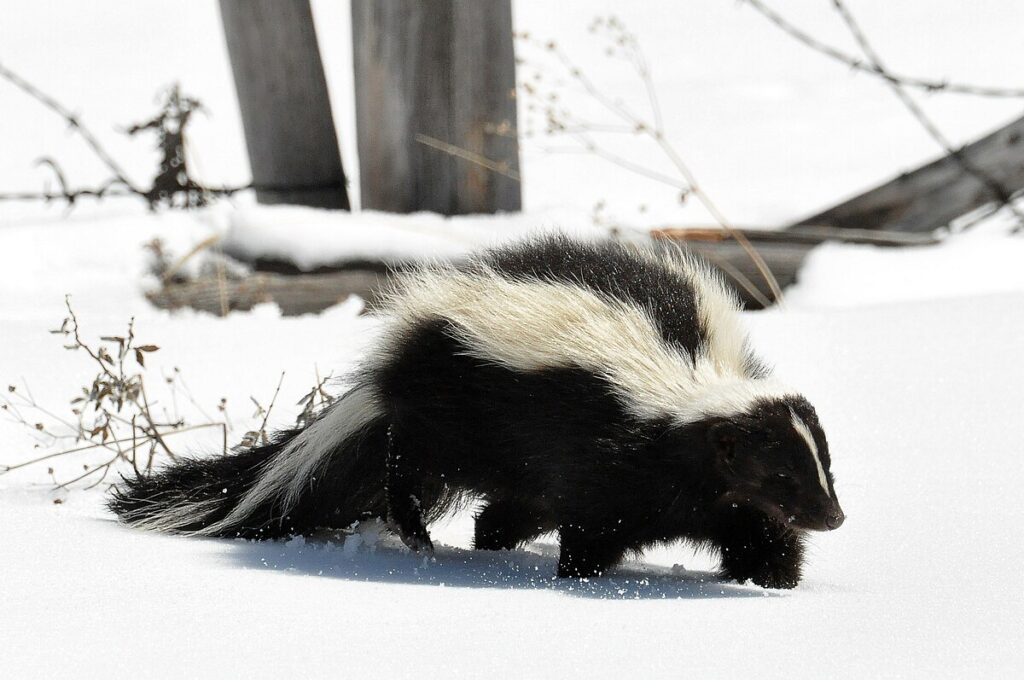 skunk names