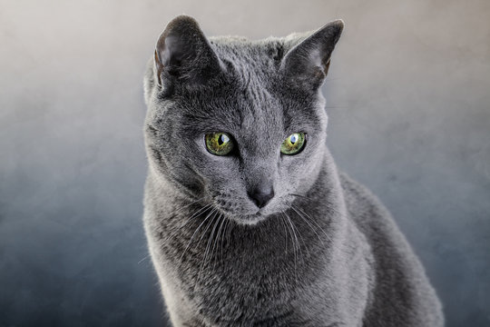 Gray Cat Names