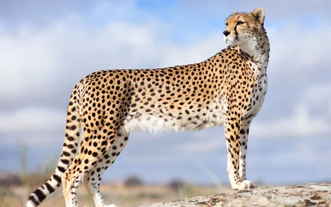 Cheetah Names