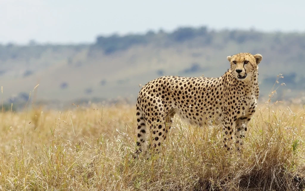 Cheetah Names