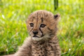 Cheetah Names