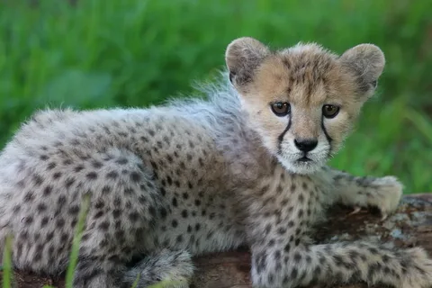 Cheetah Names