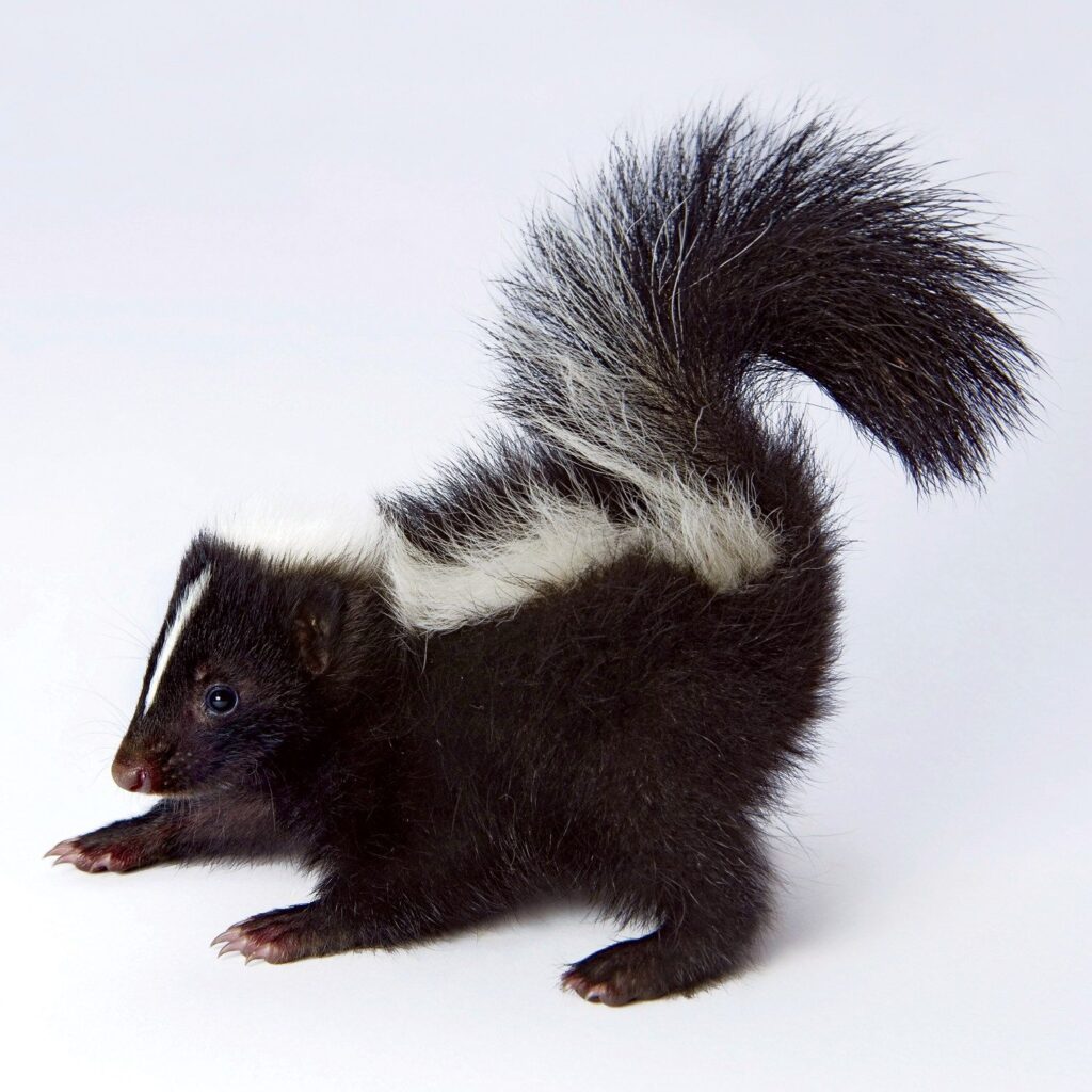 skunk names