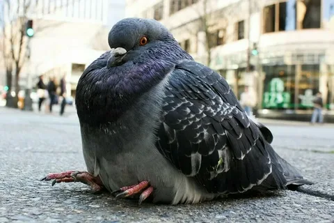 Pigeon Names