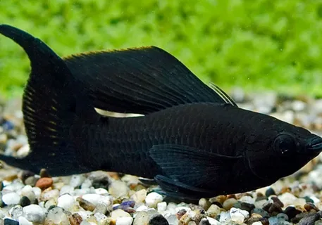 Black Fish Names: