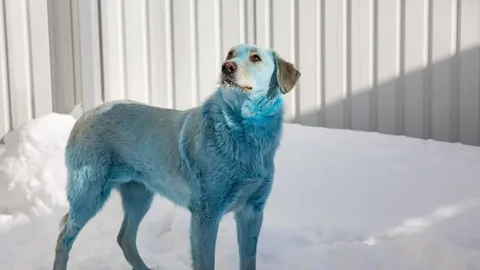 Blue Dog Names