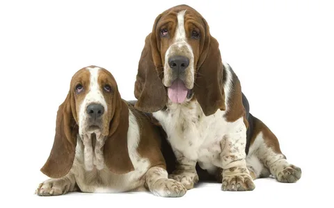 Hound Dog Names