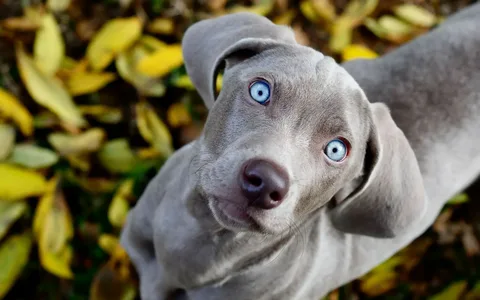 Blue Dog Names