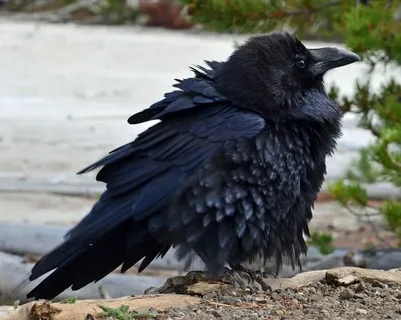 Raven Names