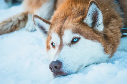 Blue Dog Names