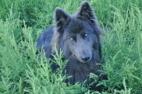 Blue Dog Names