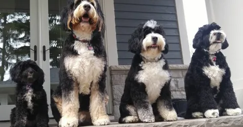 Bernedoodle Dog Names