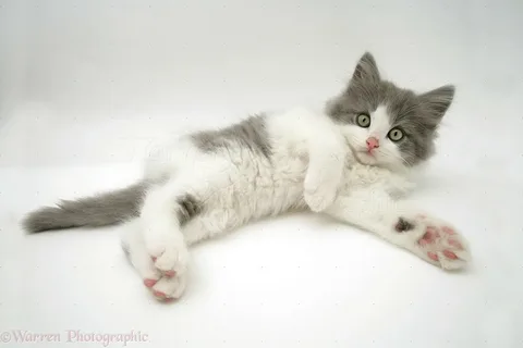 grey and white cat names