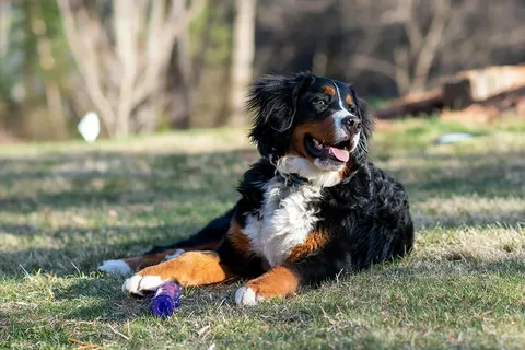 Bernedoodle Dog Names