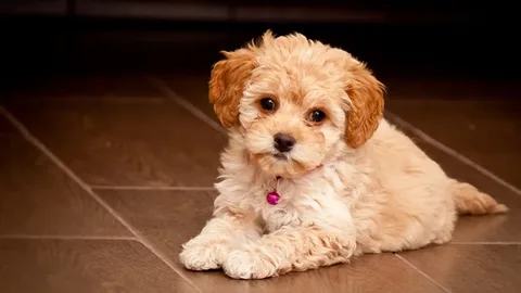 Maltipoo Dog Names