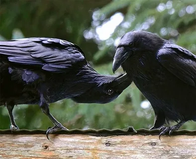 Raven Names