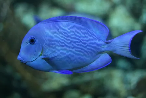 Blue Fish Names