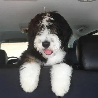 Bernedoodle Dog Names