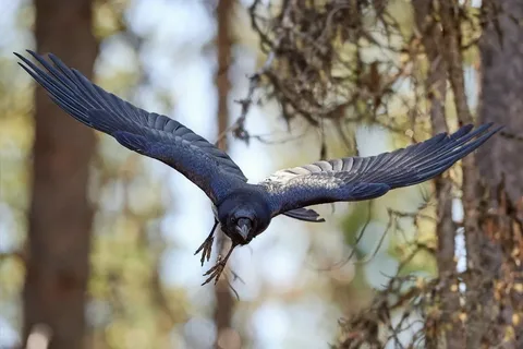 Raven Names