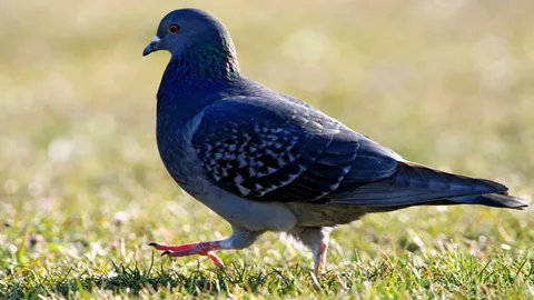 Pigeon Names