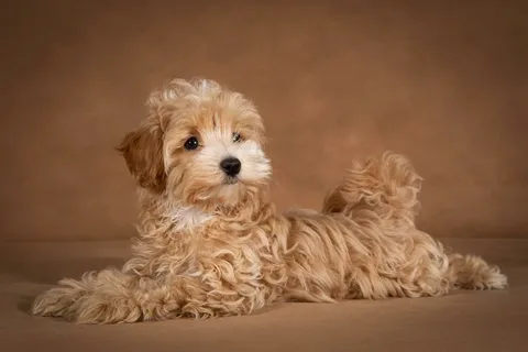 Maltipoo Dog Names