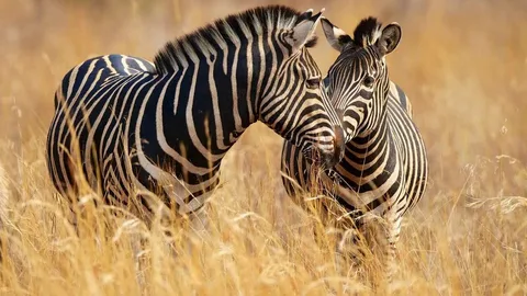 Zebra Names