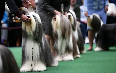 Show dog names