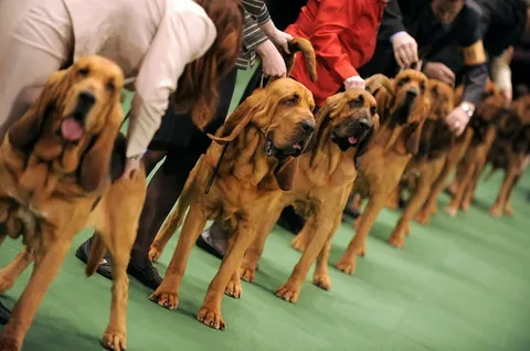 Show dog names