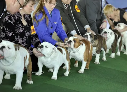 Show dog names