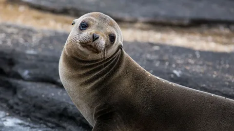 Seal Names