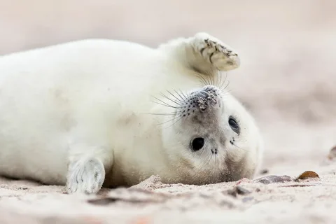 Seal Names