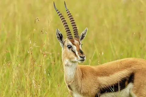 Gazelle Names