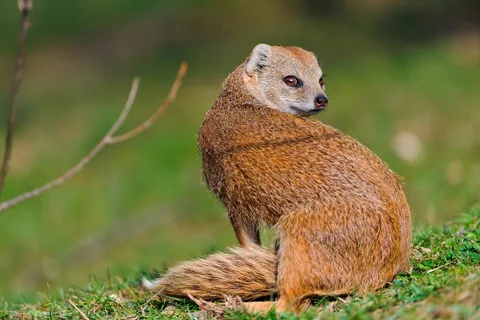 Mongoose Names