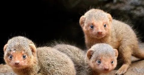 Mongoose Names