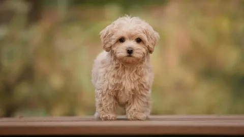 Maltipoo Dog Names