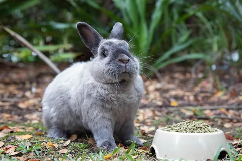 gray rabbit names