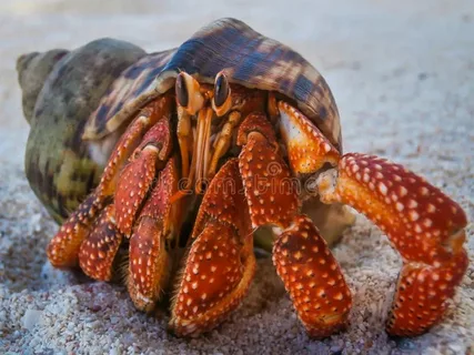 Hermit Crab Names