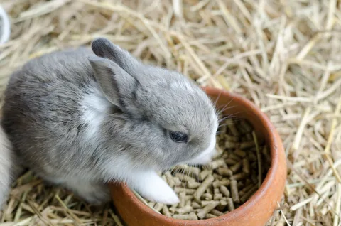 gray rabbit names