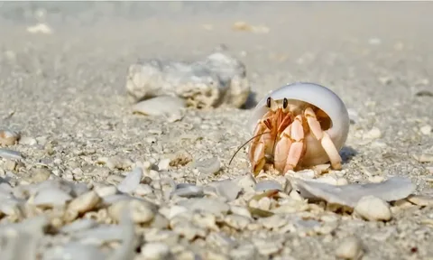 Hermit Crab Names