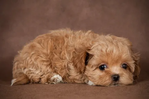 Maltipoo Dog Names