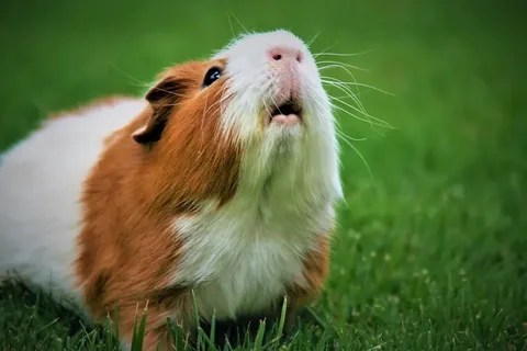 Guinea Pig Names