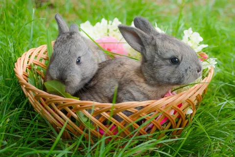 gray rabbit names