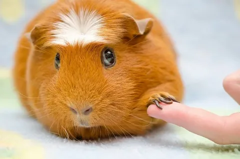 Guinea Pig Names