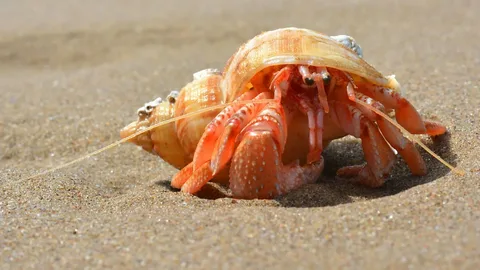 Hermit Crab Names